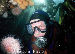 diver and sea urchin in the kelp by John Naylor 